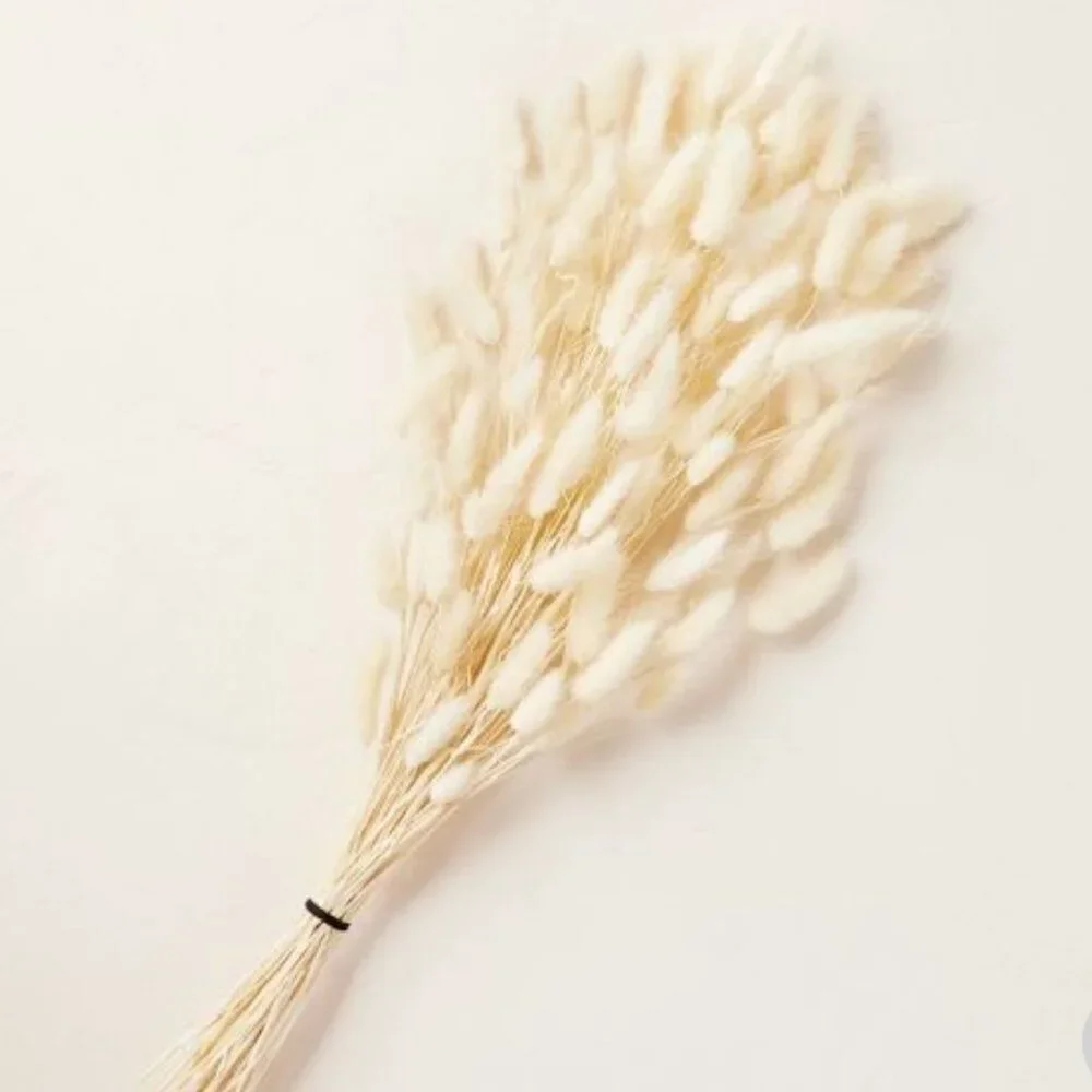 Hearth and Hand with Magnolia Preserved Bunny Tail Grass Stems Fall NEW WITH TAG